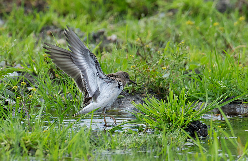 Temmincksnipe - Temminck`s stint (Calidris temmnickii) .jpg